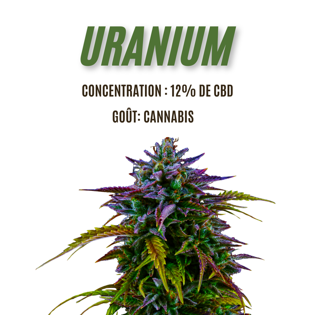 Fleur de CBD Uranium 12%