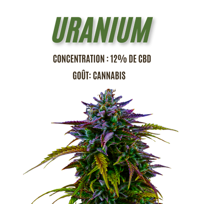 Fleur de CBD Uranium 12%